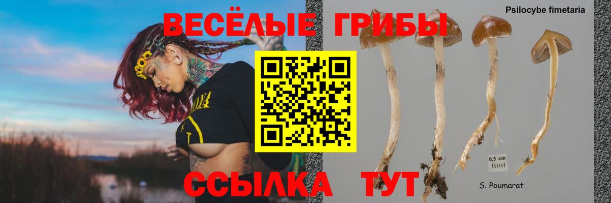 Галлюциногенные грибы Psilocybe  Вход с VPN  Качканар 